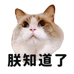 柒柒露貓寶日常