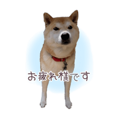 shiba_mao1