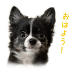 santachihuahua