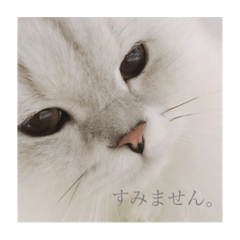 omochi_20211024210735