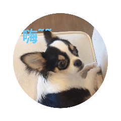 云的狗狗
