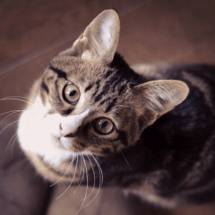 Suzu's cat