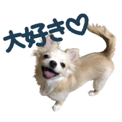 Chihuahua's daily life(The name is Theo)