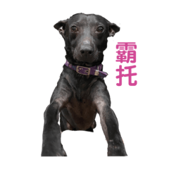 嘿黑小黑黑