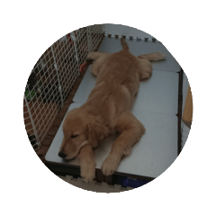 Golden Retriever_20211025