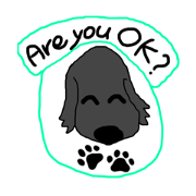 Flat coated retriever III