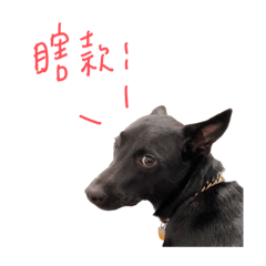 Kuro苦肉的表情包