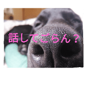 Black dog of my home