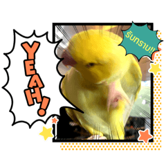 PiakPoon The Parrot