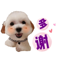 豆泥醬的日常生活