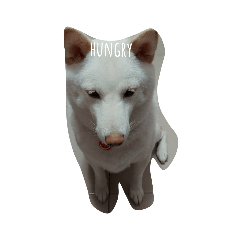 Nini－2