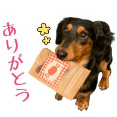 Dog miniature dachshund emotion stickers