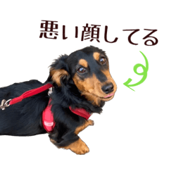 Dog miniature dachshund daily stickers