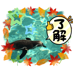 RINGO_20211026053216