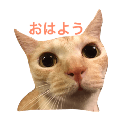 猫で楽々 可愛い返事 Line スタンプ Line Store