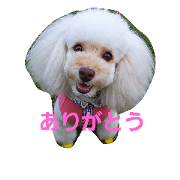 toypoodle-
