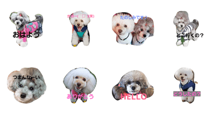 toypoodle-