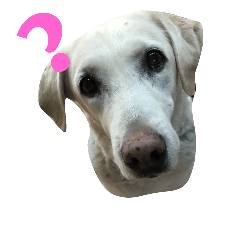 7Dogs