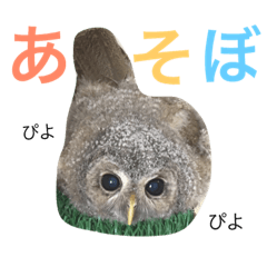 Tawny owl - daily conversation