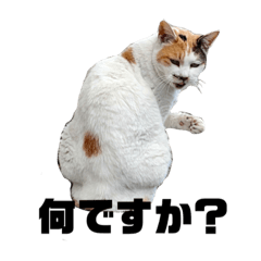 vfvmvk_20211026172428