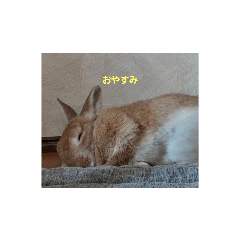 rabbit_20211026193637