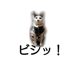 My cat hana