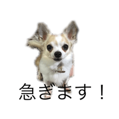ChihuaPome Daily conversation Vol.3