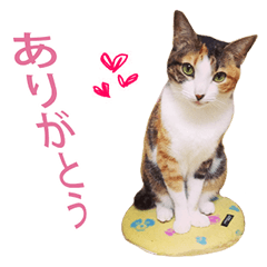 julia's 4cats