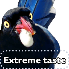 Wild bird friend Taiwan Blue Magpie 2 en