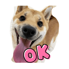 shibainu dog koro