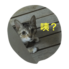 溜溜貓的喜怒哀樂 I am Liu Liu Cat