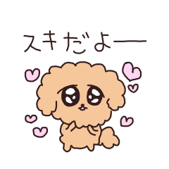 A Toy Poodle that love you so much