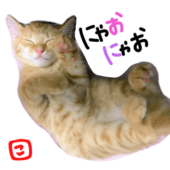 kongari kitten Sticker