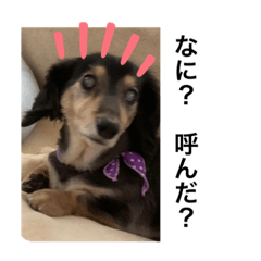 今天可愛的小狗