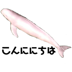 Ocean creature Japan_20211027175204