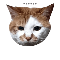 cute cat's SYUHEI