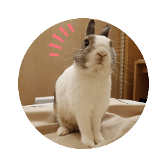 波特Bobo