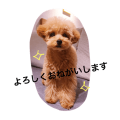 Toypoodle, Fluffy