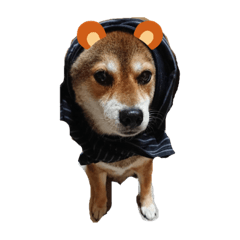 ごましばこたろう