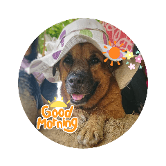 Tootsie the happy dog