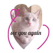cat cat cat  all Ragdoll