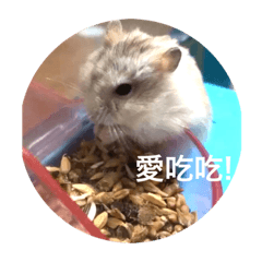 芝麻go