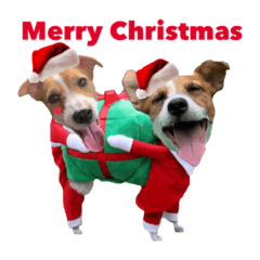 テリナラのクリスマス&お正月