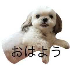 kiisan si-zu-
