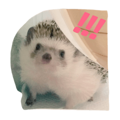 harinezumi no mogu