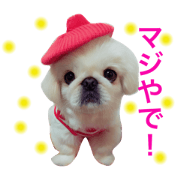 Pekingese Kumu from Kansai JAPAN