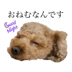 Toy poodle no Kurea