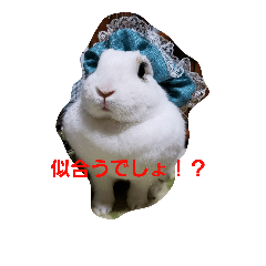 fuku of rabbit2