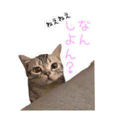 まるのスタンプ（猫）2