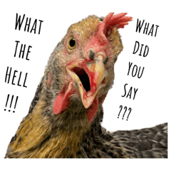 Plymouth Rock Chicken Line Stickers